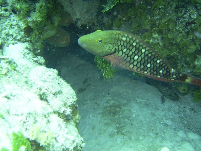 Smiling Stoplight parrotfish Ramons Spot