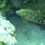 Smiling Stoplight parrotfish Ramons Spot