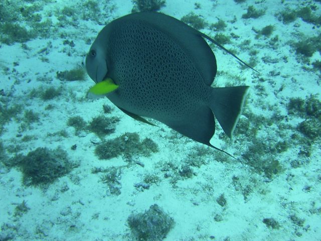 Grey Angel Blue Caribe Shore DIve