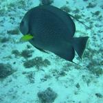 Grey Angel Blue Caribe Shore DIve