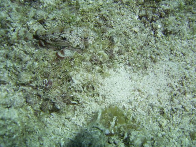 Pygmy Sea Bass Blue Caribe Shore