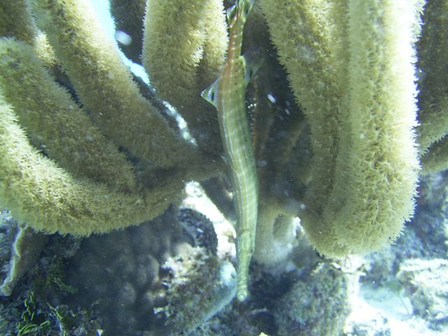 Trumpetfish hiding Blue Caribe SHore