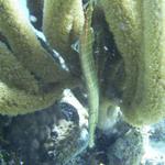 Trumpetfish hiding Blue Caribe SHore