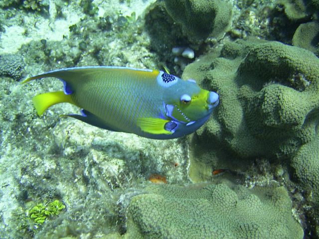 Queen Angel Published in Dive training Magazine Blue Caribe Shore