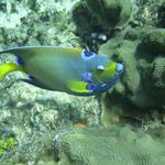 Queen Angel Published in Dive training Magazine Blue Caribe Shore