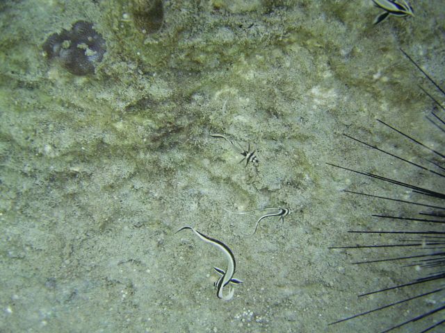 Juvy Drums these stayed in the same spot all week Blue Caribe SHore