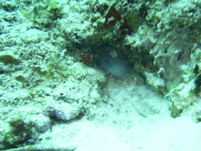 Splendid TOadfish Laspalmas