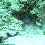 Splendid TOadfish Laspalmas