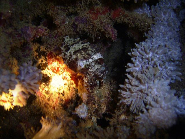 Cuttlefish Small La Laguna