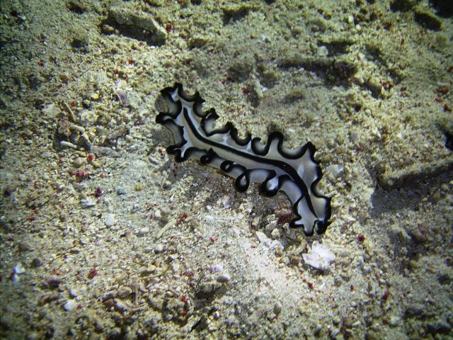 Flatworm Small La Laguna