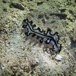 Flatworm Small La Laguna