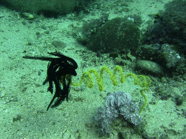 Whip Coral with Crinoid Dungon Wall