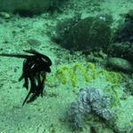 Whip Coral with Crinoid Dungon Wall