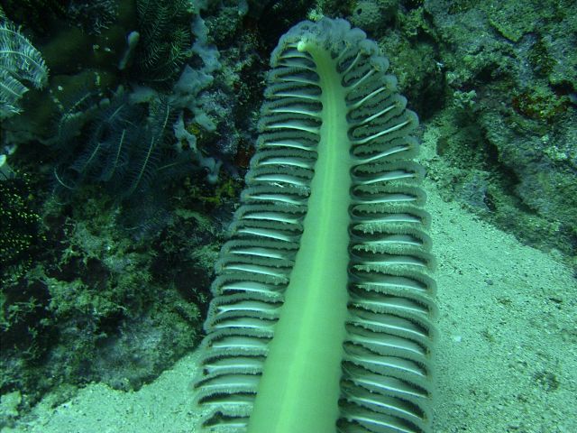 Colonial Sea Pen Dungan Wall