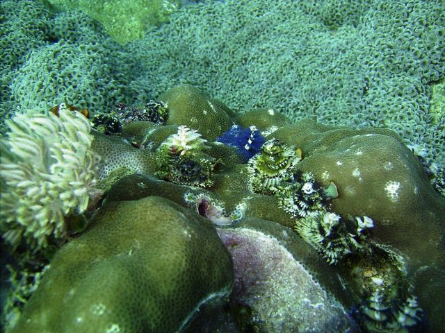 Christmas Tree Worms Dungan Wall