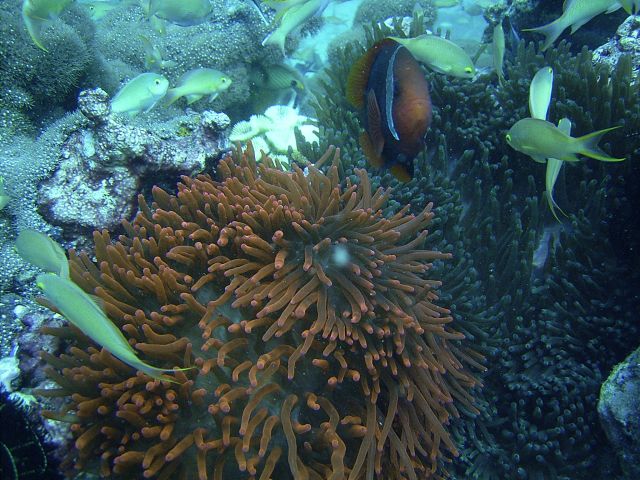 Tomato Anemonefish DUngan Wall