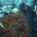 Tomato Anemonefish DUngan Wall