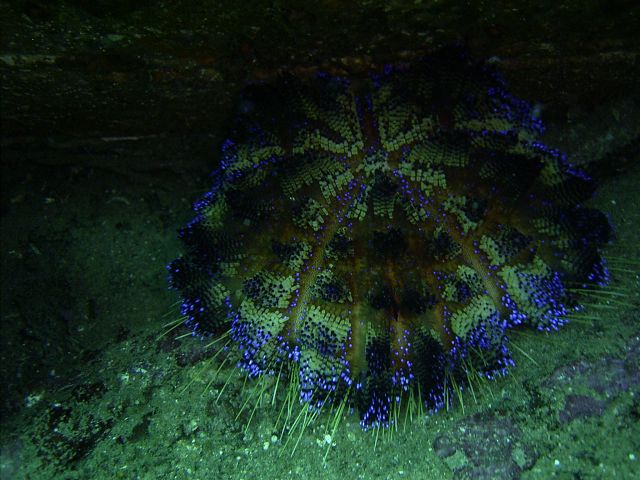 Fire Urchin Monkey Beach In Wreck