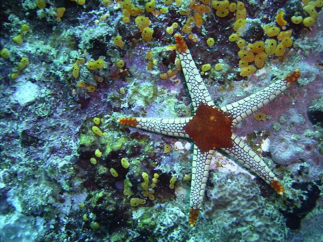 Starfish Monkeybeach On wreck