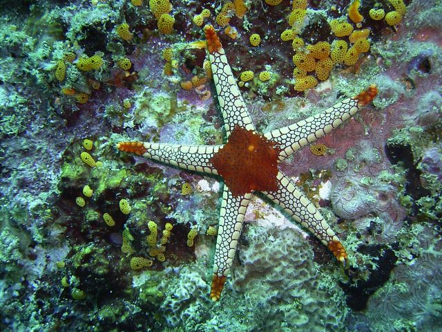 Starfish Monkey Beach On Wreck