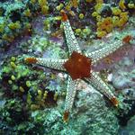 Starfish Monkey Beach On Wreck