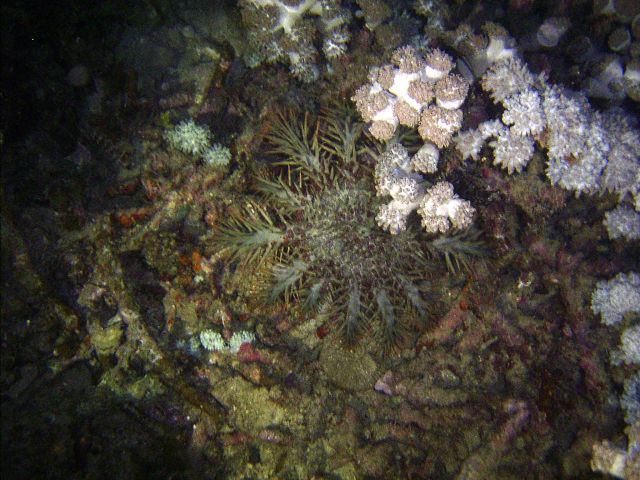 Crown Of Thorns Starfish Small La Laguna
