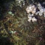 Crown Of Thorns Starfish Small La Laguna