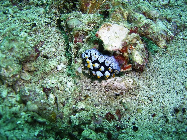 Scrambled Egg Nudibranch Monkey Beach