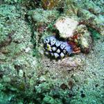 Scrambled Egg Nudibranch Monkey Beach