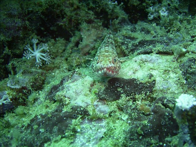 Sand Diver Monkey Beach