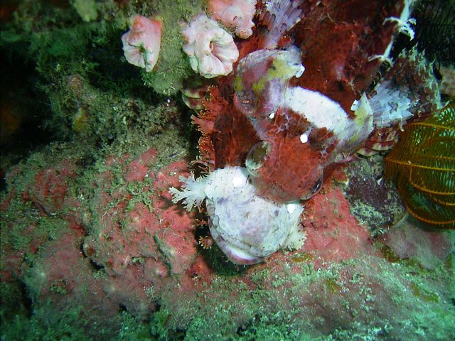 Scorpionfish Monkey Beach