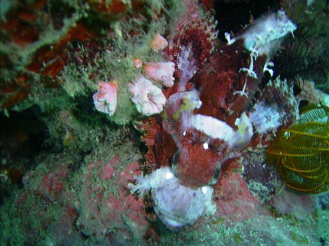 Scorpion fish