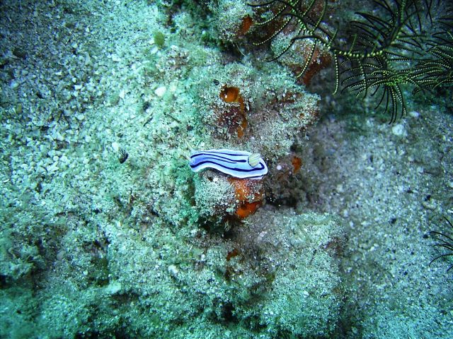 Nudibranch Monkey Beach