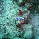 Nudibranch Monkey Beach