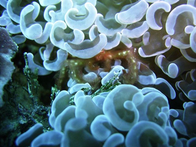 Orangutan Crab in Bubble Coral Monkey Beach