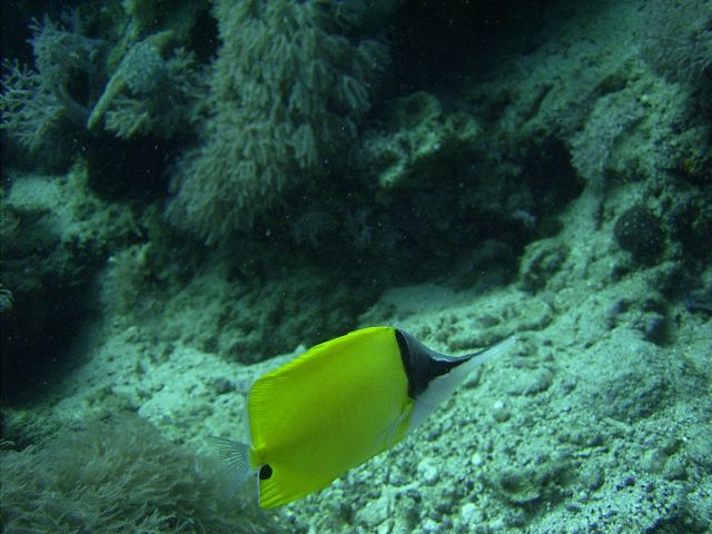 Long nosed Butterfly fish Monkey Beach
