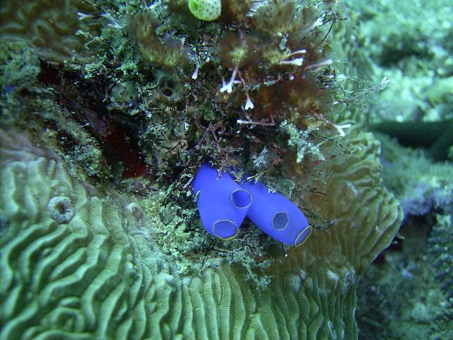 Blue Bell Tunicate Monkey Beach