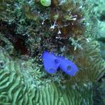 Blue Bell Tunicate Monkey Beach