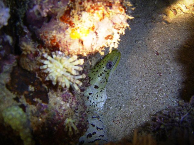 Fimbriated Moray Small La Laguna