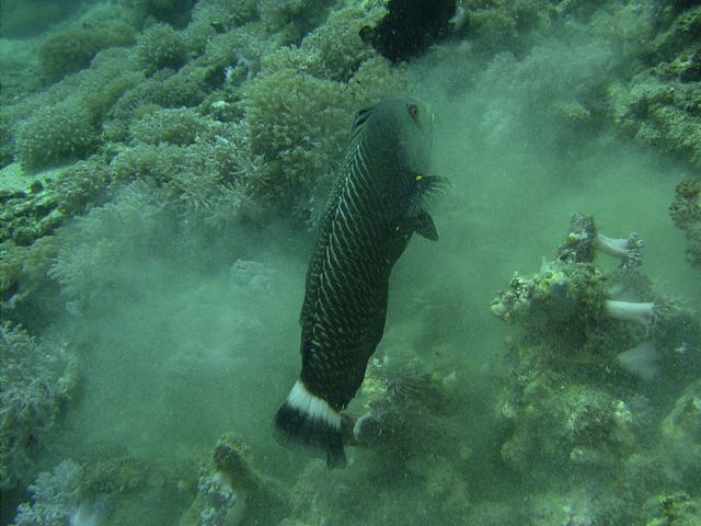 Rockmover Wrasse Monkey Beach