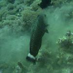 Rockmover Wrasse Monkey Beach