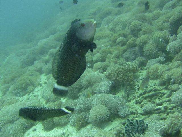 Two Rockmover Wrasse