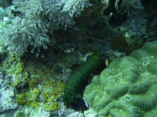 Mantis Shrimp Monkey Beach