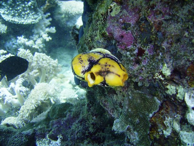 Tunicate Monkey Beach