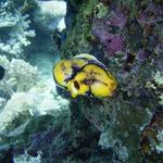 Tunicate Monkey Beach