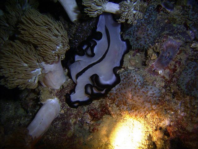 Flatworm Small La Laguna