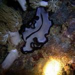 Flatworm Small La Laguna