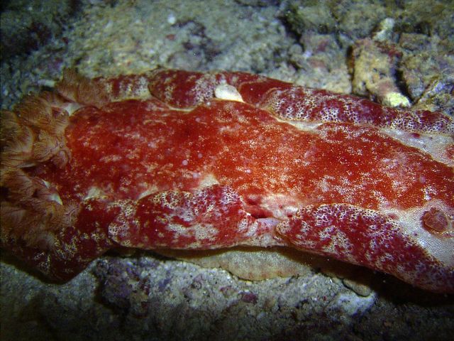 Spanish Dancer Small La Laguna