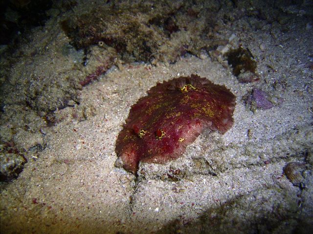 Flatworm Small La Laguna