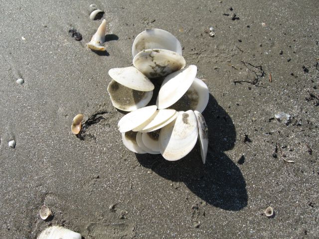 arrangement of shells Jd made